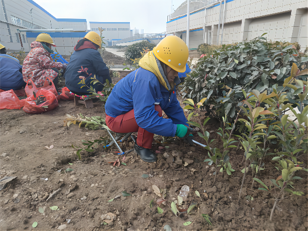 2月17日，行政保卫部刘师傅等人在净水界区栽种绿植(1).png