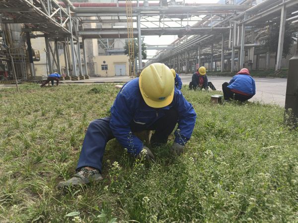 3月22日，行政保卫部赵师傅等人在道路两旁清除杂草。.jpg