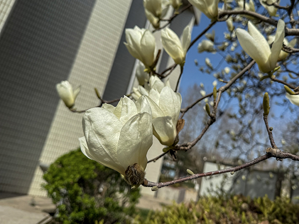 玉兰花.jpg
