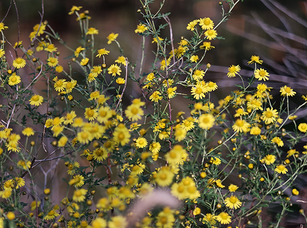 291761734686109819.jpg 野菊花-党晓鹏拍摄.jpg