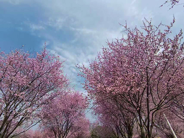 231774257477510665.jpg 桃花 600.jpg
