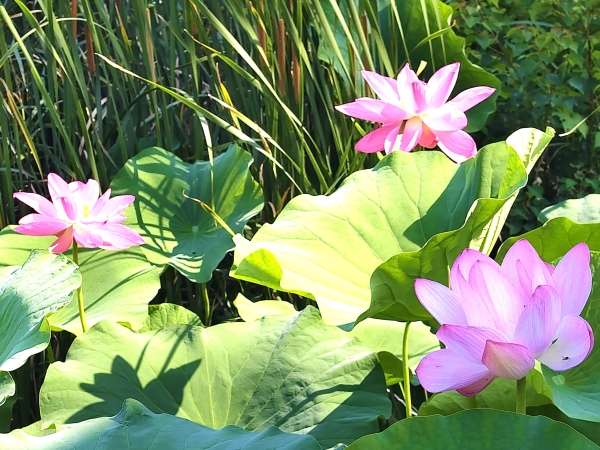 111781163911412684.jpg 6月10日拍摄莲花2.jpg